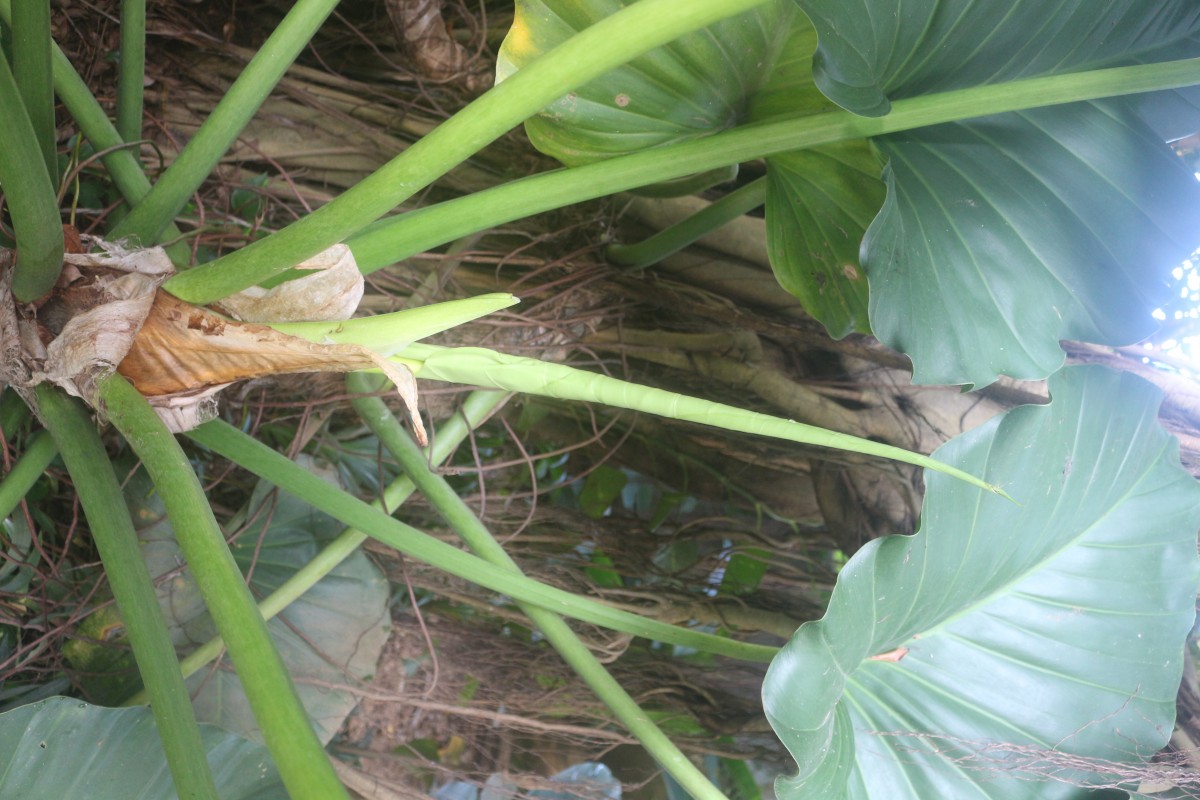 Philodendron giganteum Schott